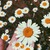 Studente zzz0001